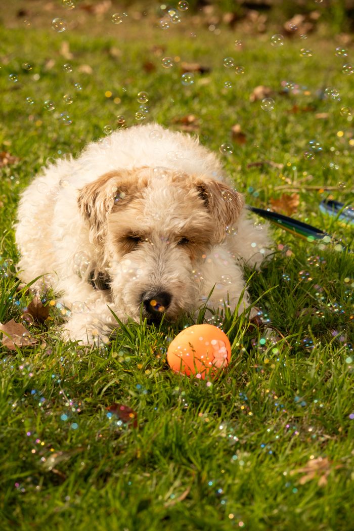 Adorable Wire Fox Terrier playing with a ball in a sunlit park surrounded by bubbles.