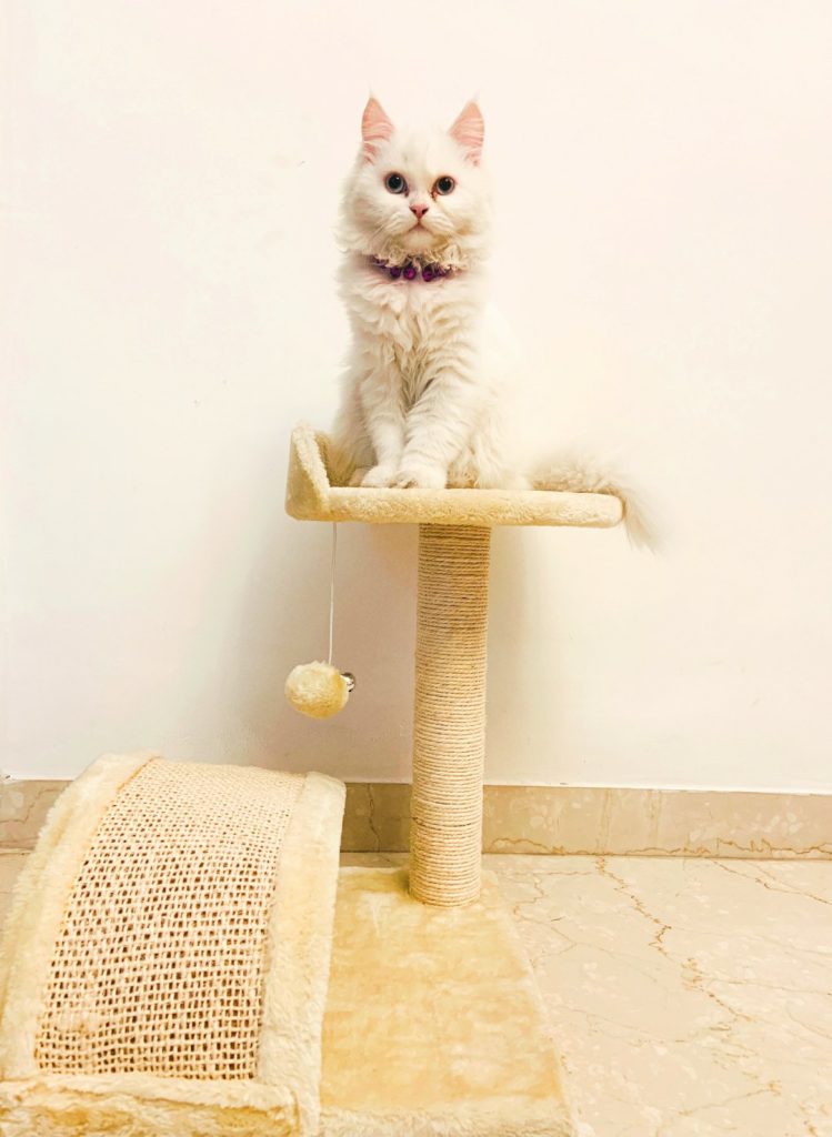 Layla persian cat